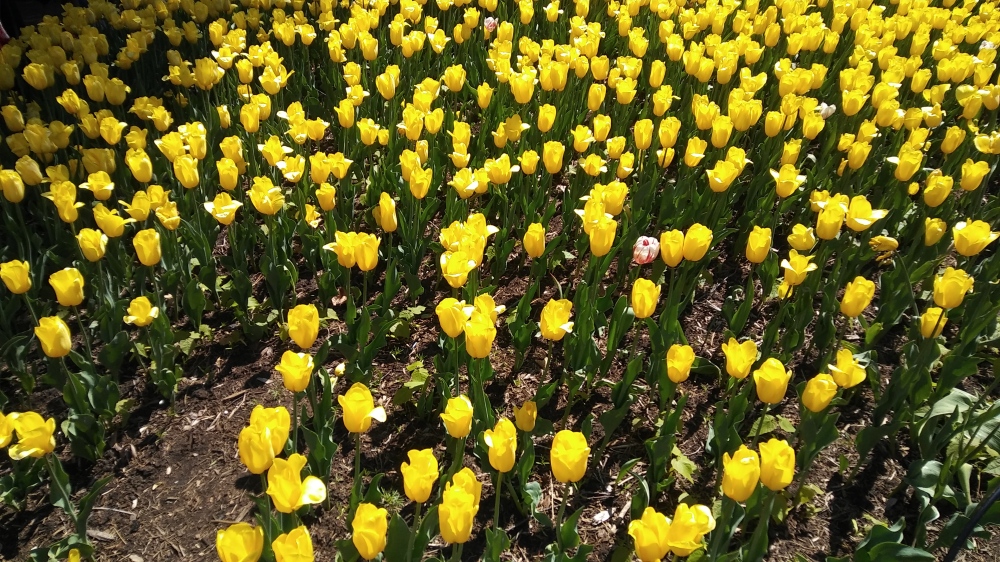 Bright yellow tulips.jpg
