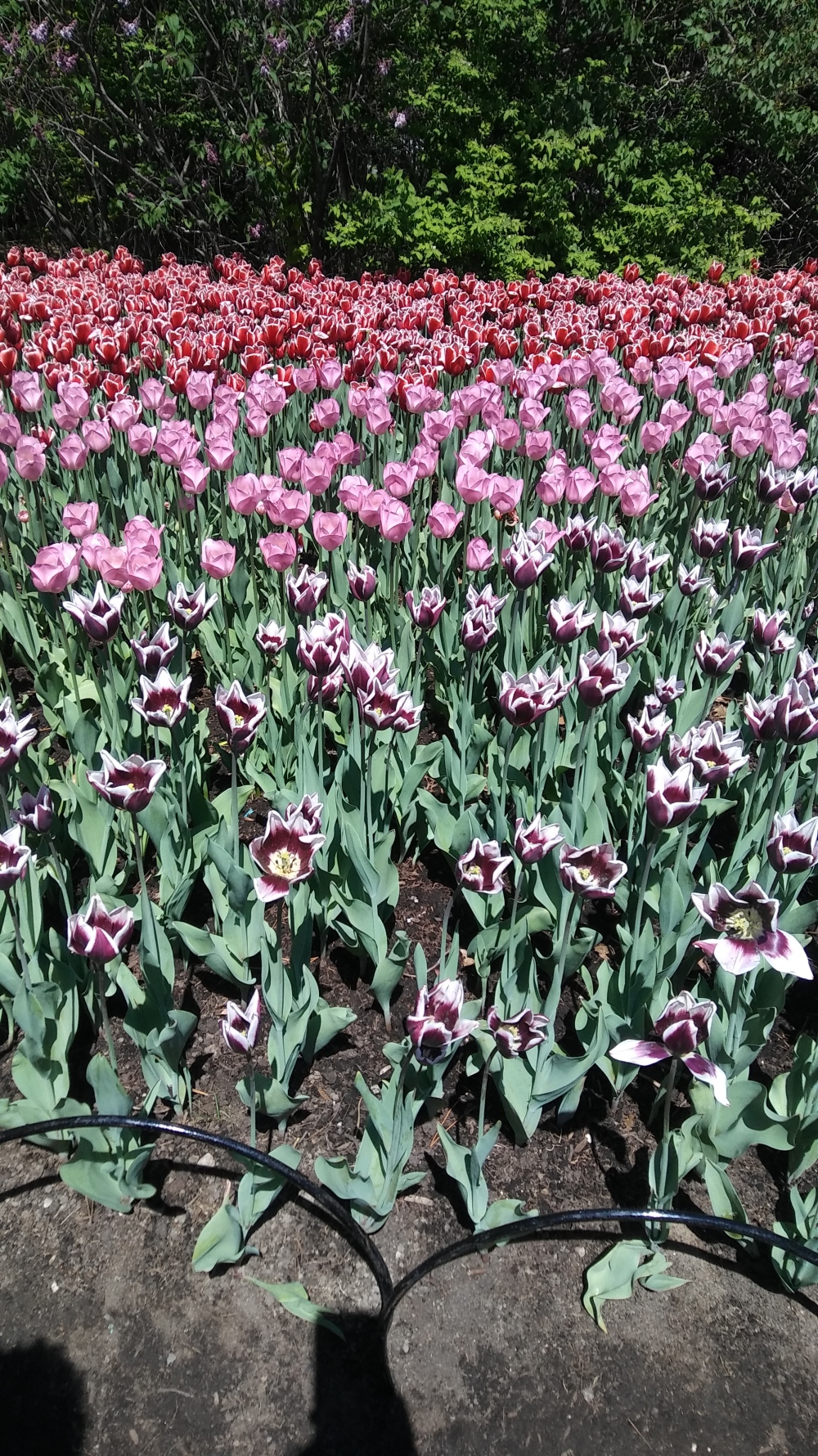 Rows of red and violet.jpg