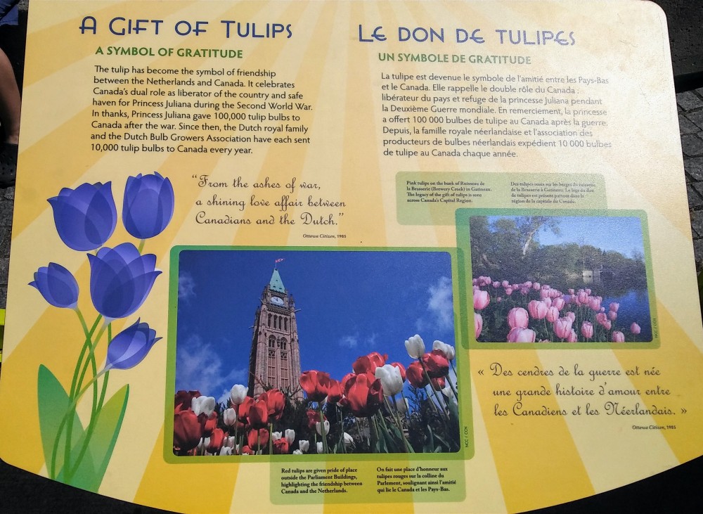 A gift of tulips