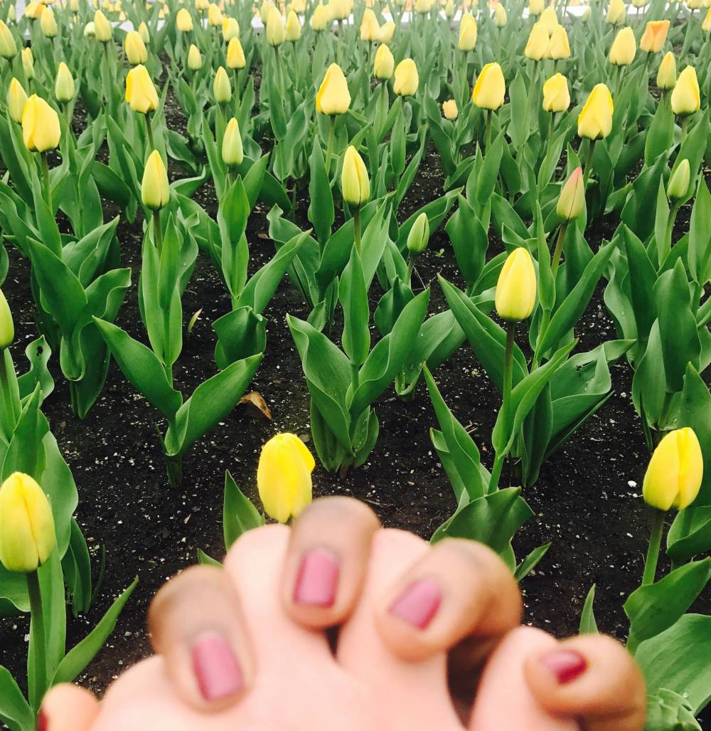 Holding hands amid a sea of tulips